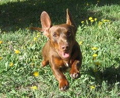 A very happy Dachshund!