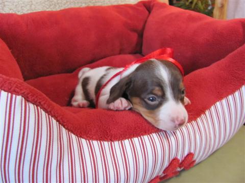 Brownie, chocolate and tan piebald male Brownie, chocolate and tan piebald male